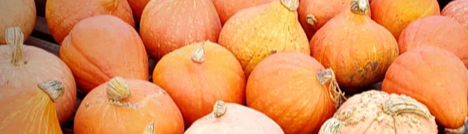 Heerlijk vegan koken met pompoen