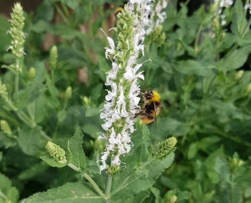 12-makkelijke-manieren-om-thuis-water-te-besparen-salie 12 makkelijke manieren om thuis water te besparen