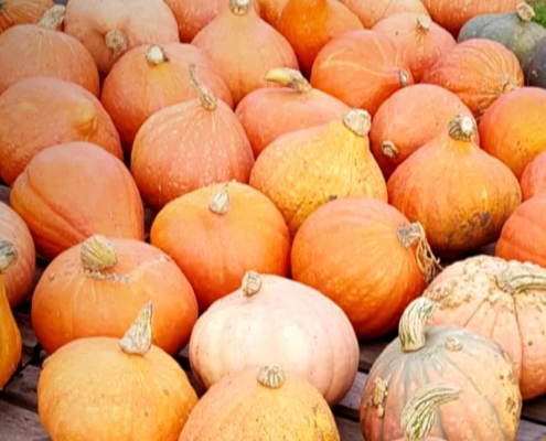 Heerlijk vegan koken met pompoen