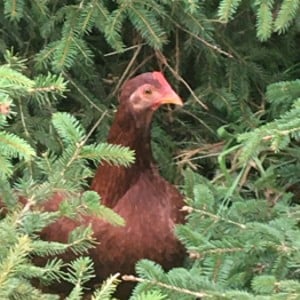 Adopteer een kerstboom