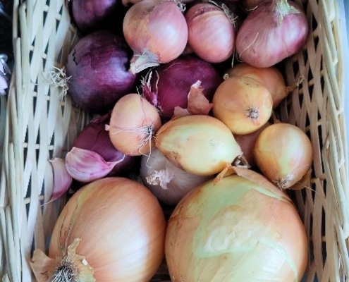 tips-om-groenten-langer-vers-te-houden-uien tips om groenten langer vers te houden