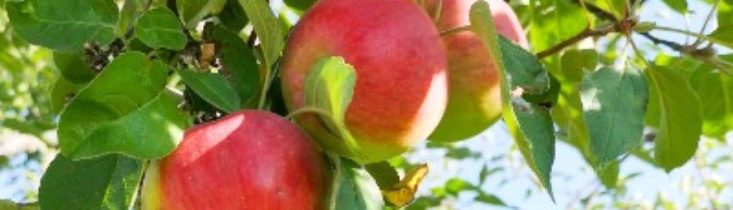 7 heerlijke recepten met appels