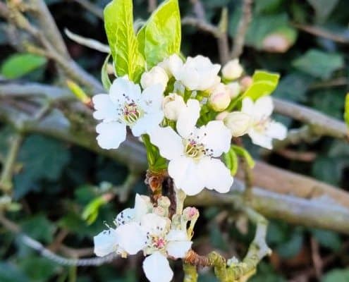 Ga bloesem spotten in de meivakantie