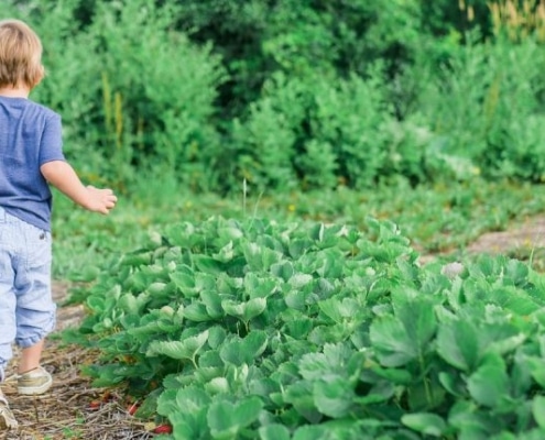 Is wat je eet is belangrijker dan waar het vandaan komt