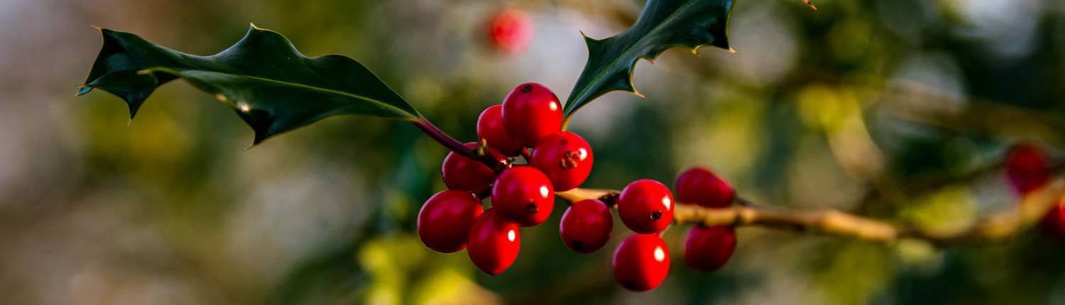 duurzaam kerst vieren