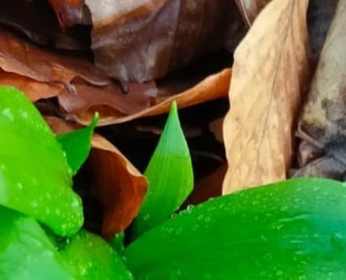 Wildplukken in de lente