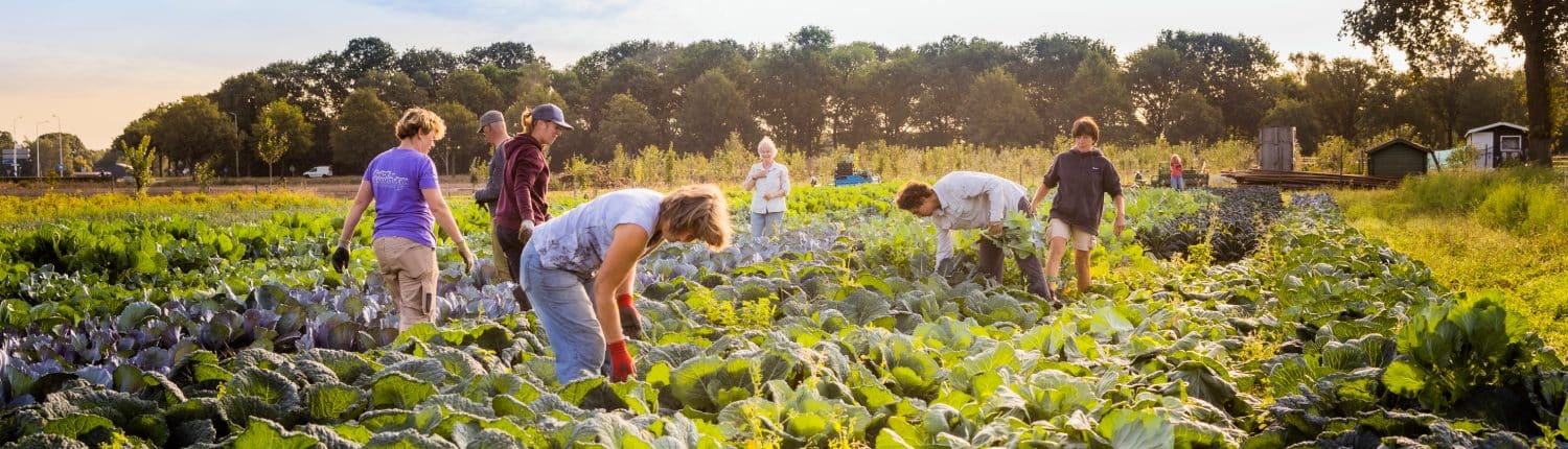 Biologische groenten kopen MarkvStokkom Biologische groenten kopen