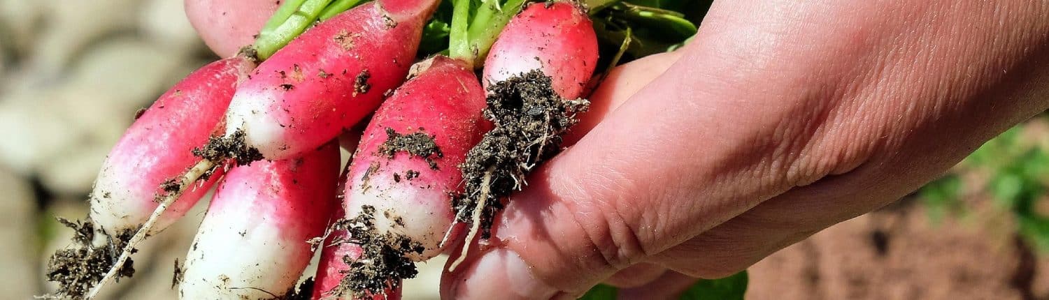 Vegetarische favoriete recepten met seizoensgroente in mei