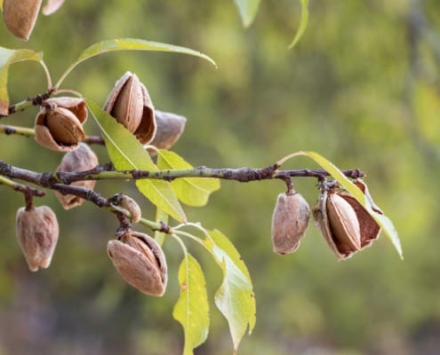 Duurzame amandelen of niet Duurzame amandelen of niet