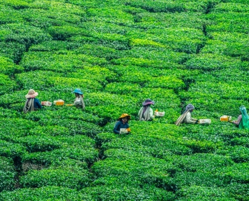 duurzame thee kiezen