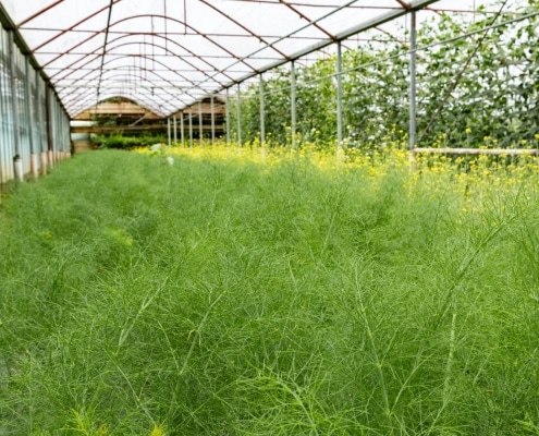 is biologisch eten altijd duurzaam