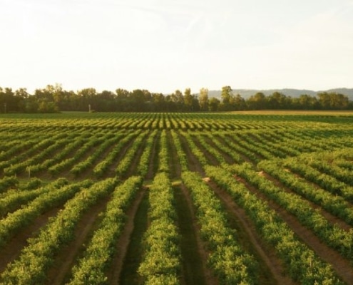 is biologisch eten duurzaam