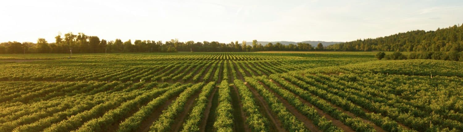 is biologisch eten duurzaam