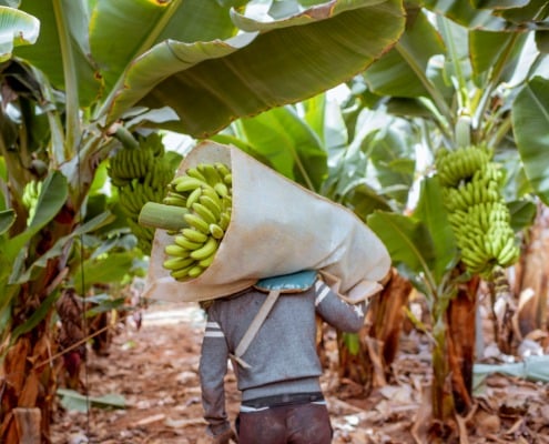 zijn bananen duurzaam teelt