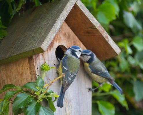 challenge tuin vol leven duurzamekeuzes