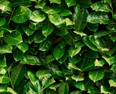 groen in de leefomgeving