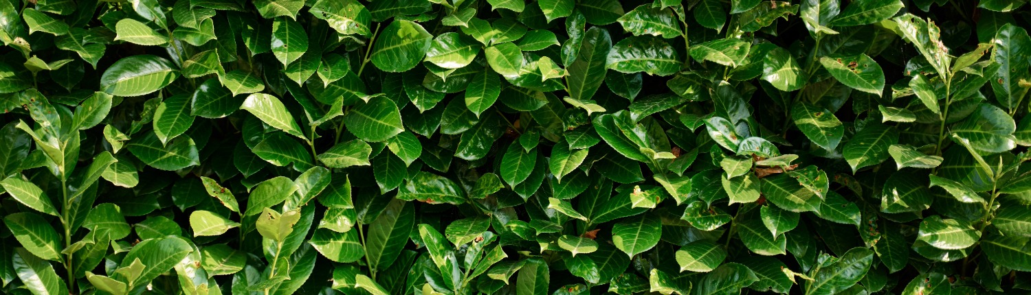 groen in de leefomgeving groen in de leefomgeving