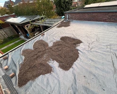 stap 4 zelf sedumdak aanleggen stap 4 zelf sedumdak aanleggen