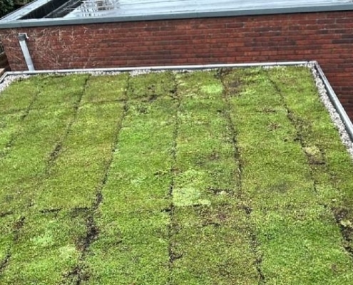 zelf sedumdak aanleggen