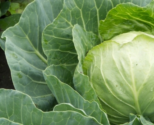 Witte kool bewaren: vers, invriezen en zuurkool maken