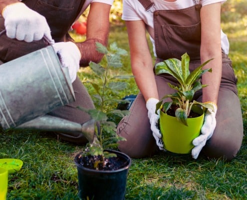 biologische tuinplanten kiezen biologische tuinplanten kiezen