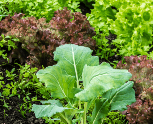 hoe start je een moestuin