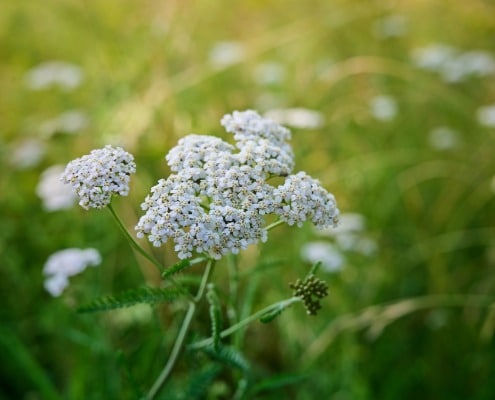 vaste planten duurzamer duizendblad