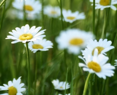 waarom inheemse planten onmisbaar zijn voor je tuin