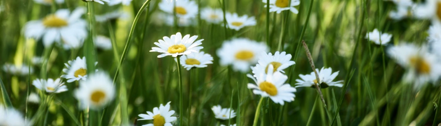 waarom inheemse planten onmisbaar zijn voor je tuin