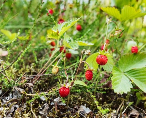 Makkelijke groenten, kruiden en fruit voor beginners in de moestuin aardbei