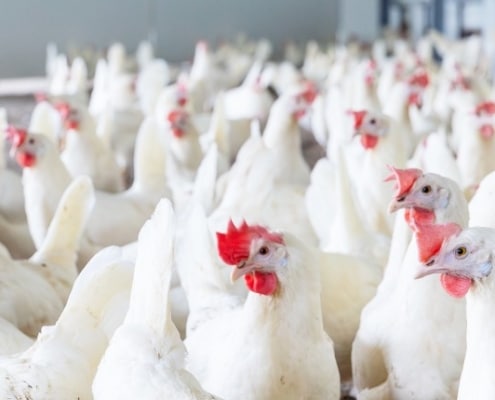 dierenwelzijn goed doel dierendierenwelzijn goed doel dieren