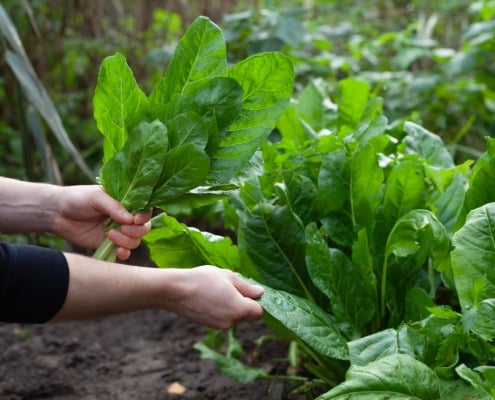 duurzame biologische tuinplanten