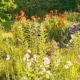 duurzame-tuinplanten-header