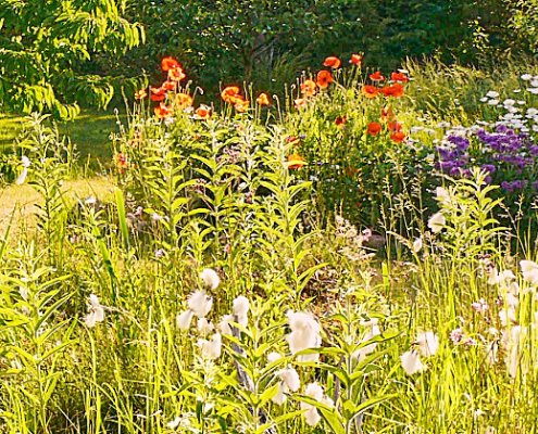 duurzame-tuinplanten-header