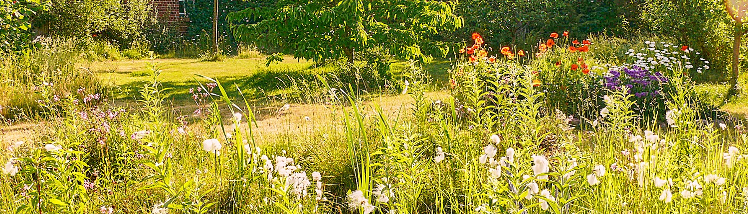 duurzame tuinplanten