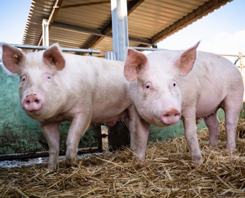 goed doel dieren wakker dier