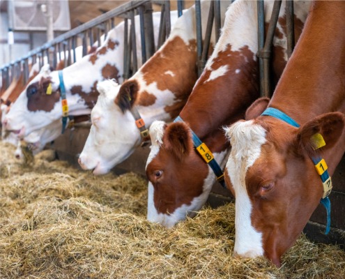 hoe duurzaam zijn vleesvervangers