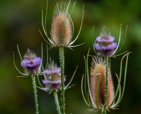 inheemse planten grote kaardenbol
