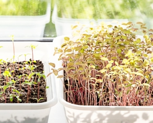 kweken op de vensterbank