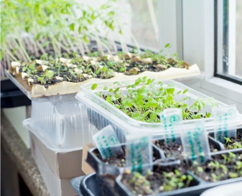 kweken op de vensterbank kruiden groenten