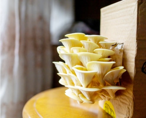 oesterzwammen kweken op de vensterbank