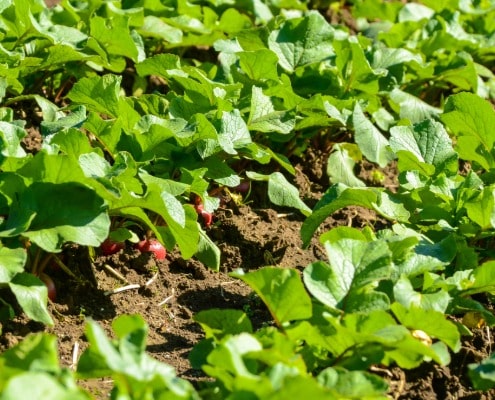 plant radijs en maak je tuin klaar voor de lente