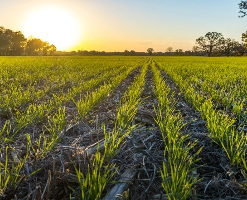 toekomst regeneratieve landbouw