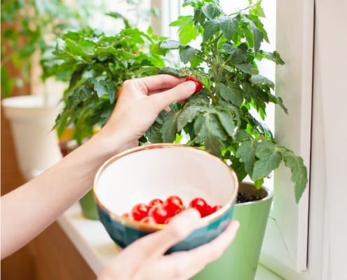 tomaten kweken op vensterbank