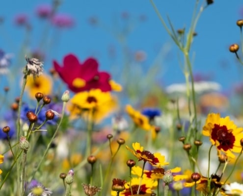 wat is biodiversiteit en hoe kun je zelf bijdragen
