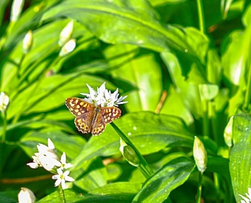 zo maak je je tuin klaar voor de lente