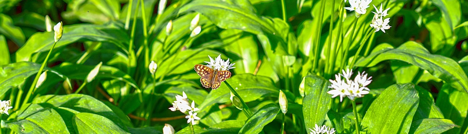 zo maak je je tuin klaar voor de lente