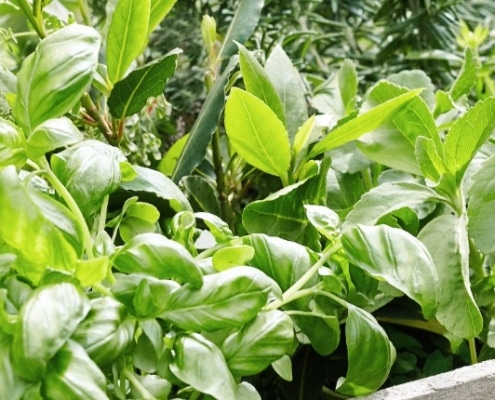 kruiden bewaren duurzaam leven