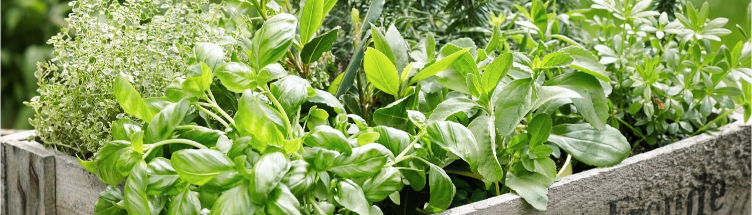 kruiden bewaren duurzaam leven