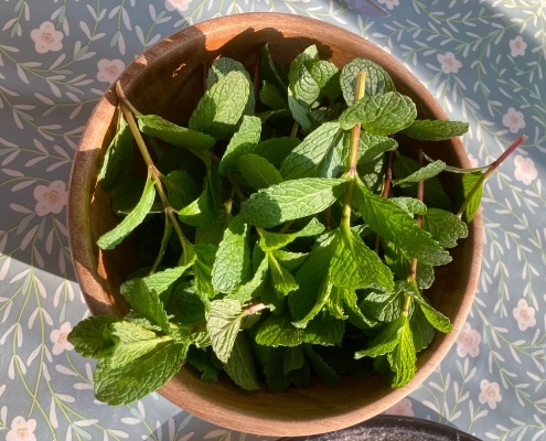 verse kruiden bewaren drogen munt